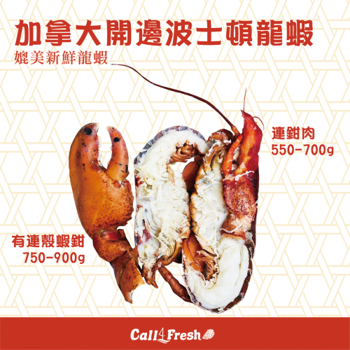 加拿大開邊波士頓龍蝦